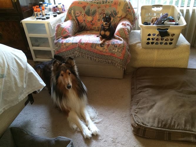 Dog day care center Bill's Hospitality Inn 4 Dogs Simi Valley