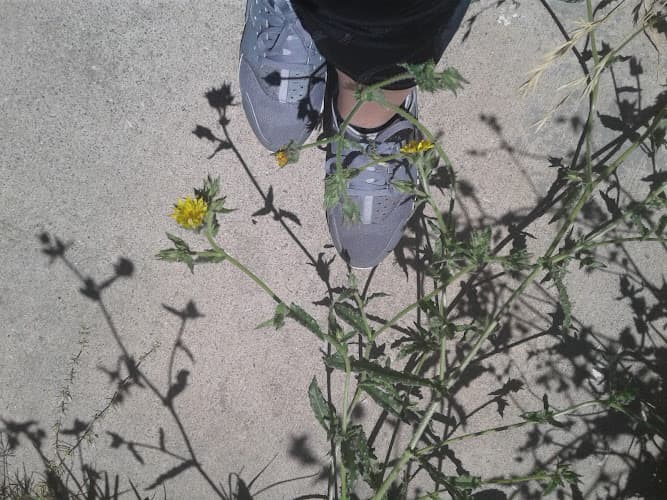 Dog day care center Black Dog Walking and Animal Care Antioch