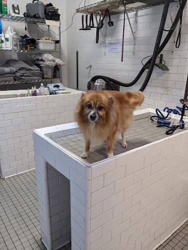 Dog day care center Black Nose Trading Co. San Francisco