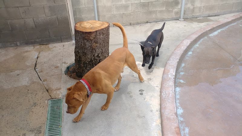 Dog day care center Blue Dog Ranch Los Angeles