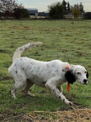 Dog day care center Blue Ridge Kennels Vacaville