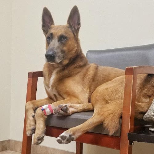 Dog day care center BluePearl Pet Hospital Irvine