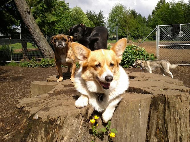 Dog day care center Bone-A-Fide Dog Ranch Kent
