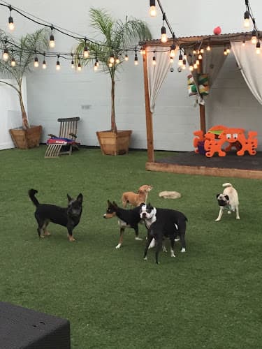 Dog day care center Bone Sweet Bone - Arts District Los Angeles