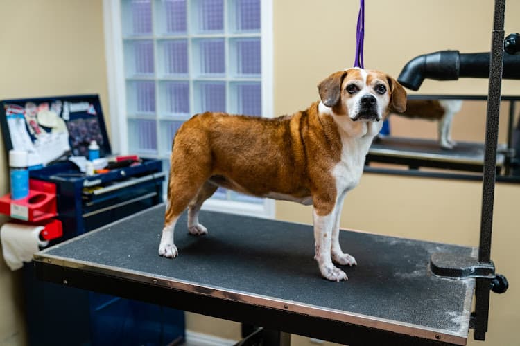 Dog day care center Bone Sweet Bone - Studio City Burbank