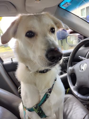 Dog day care center Bonnie L. Hays Animal Shelter Hillsboro