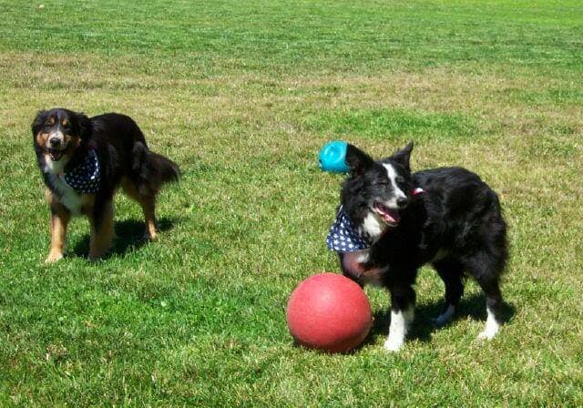 Dog day care center Bonny Doone Kennel Vallejo