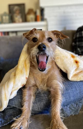 Dog day care center Boston Pee Party, LLC, Dog Walking/Sitting Seattle