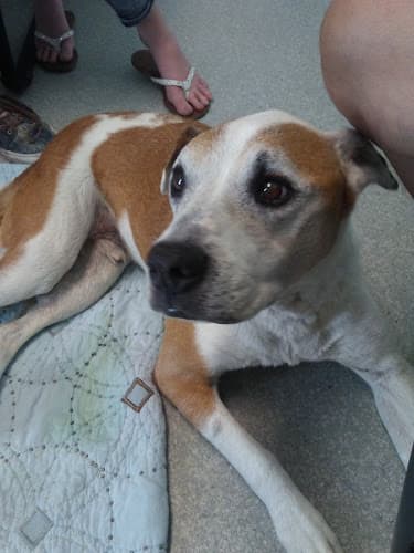 Dog day care center Boulevard Animal Hospital Garden Grove