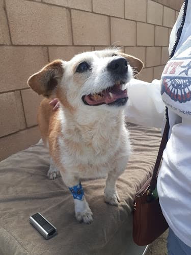 Dog day care center Boulevard Veterinary Hospital Lancaster