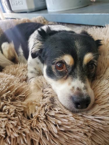 Dog day care center Bouquet Canyon Kennels Santa Clarita