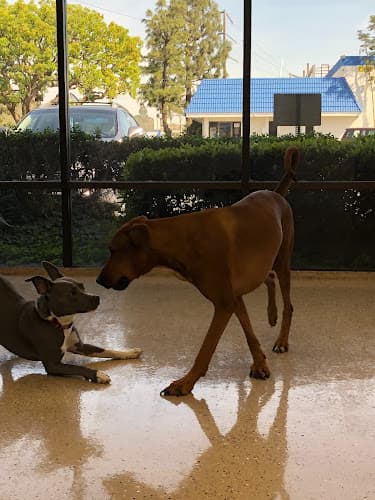Dog day care center Bow Wow Care 101 Mission Viejo
