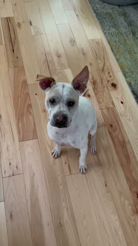 Dog day care center Bowser's Best Buddy, LLC Portland