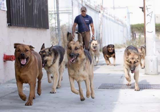 Dog day care center Brandon Fouche Inglewood