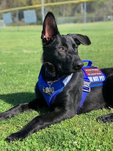 Dog day care center Bressi Ranch Pet Hospital Carlsbad