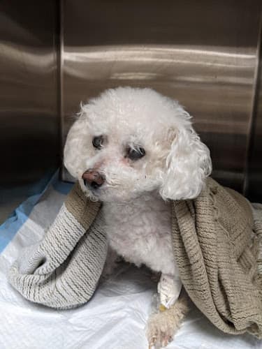 Dog day care center BrightCare Animal ER Mission Viejo