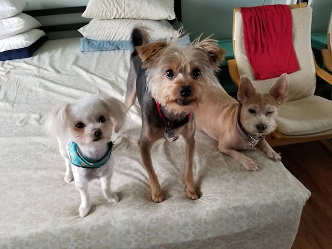 Dog day care center Broadway Pet Clinic Long Beach