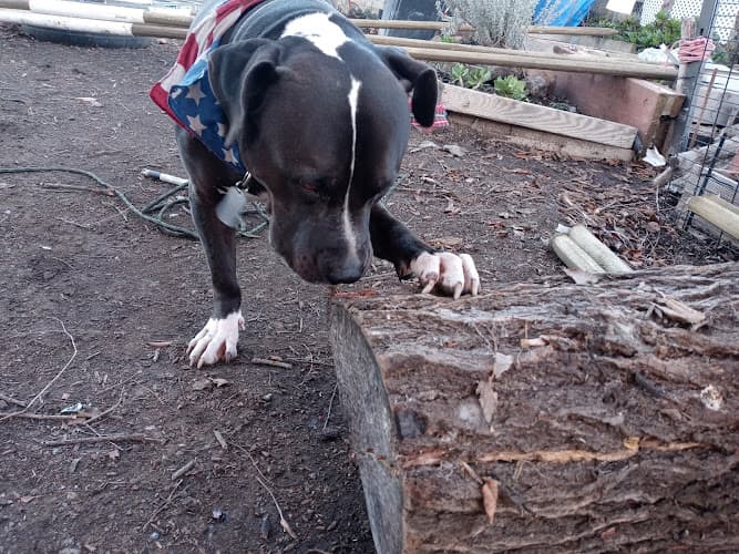 Dog day care center Broadway Pet Hospital Vallejo