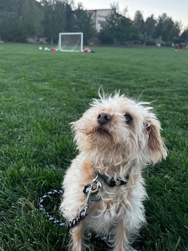 Dog day care center Brookswood Animal Clinic Bend