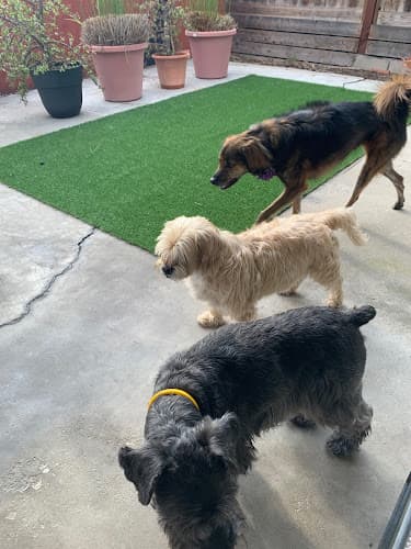 Dog day care center Bruce’s Home Pet Care San Diego