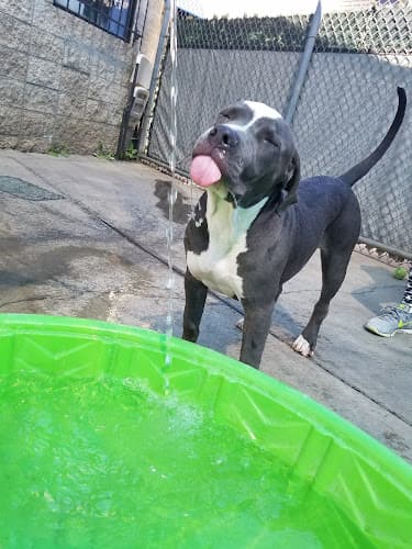 Dog day care center Burbank Animal Shelter Burbank