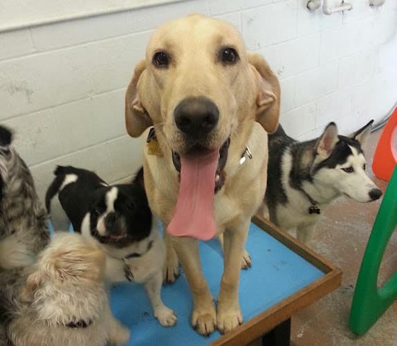 Dog day care center Buster & Lilly's Doggie Daycare & Boarding Portland