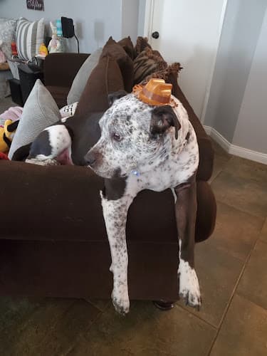 Dog day care center Butterfield Animal Hospital Temecula