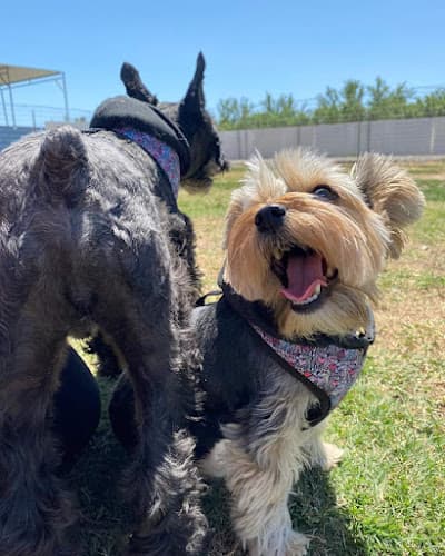 Dog day care center C R Ranch Modesto