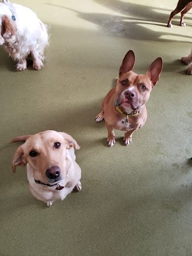 Dog day care center Cagefree K-9 Camp Los Angeles