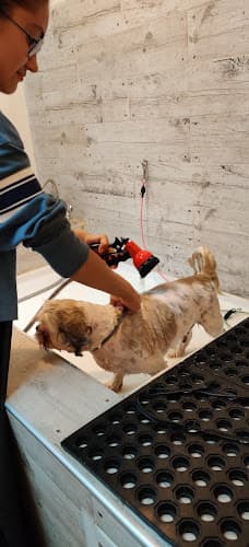 Dog day care center Caldron's Pets Choice Modesto