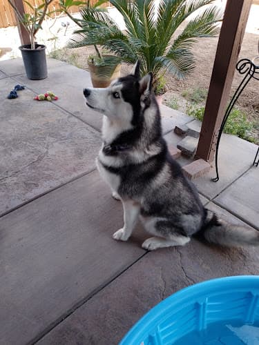 Dog day care center Calling all paws formerly the funky poodle Hesperia