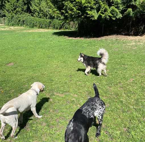 Dog day care center Camano Canine Resort Everett