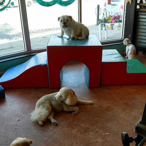 Dog day care center Cameo's Pet Salon & Doggie Day Ventura