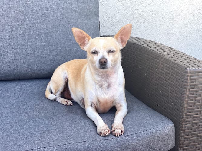 Dog day care center Camino Pet Hospital Irvine