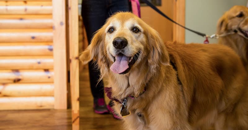 Dog day care center Camp Bow Wow Beaverton