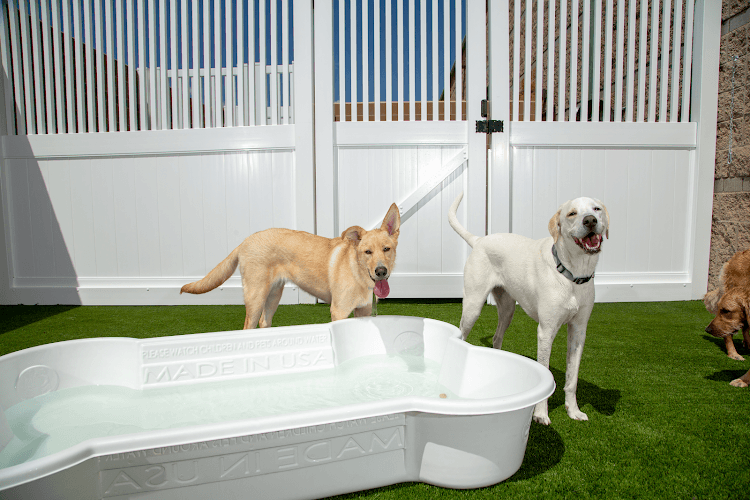 Dog day care center Camp Bow Wow Kent