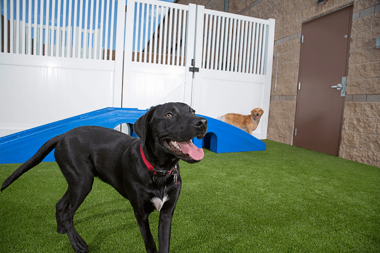 Dog day care center Camp Bow Wow Santa Clara
