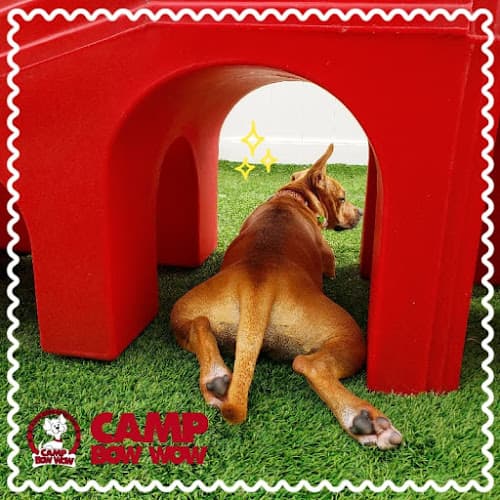 Dog day care center Camp Bow Wow Vallejo