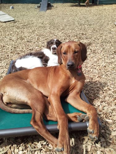 Dog day care center Camp Canine Doggy Day Care Kent