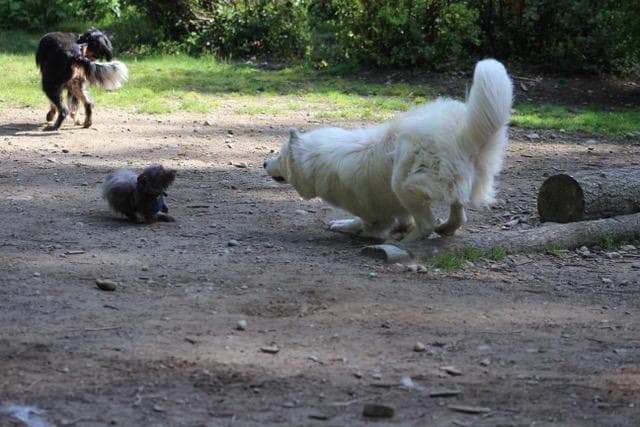 Dog day care center Camp Happy Paws Kent