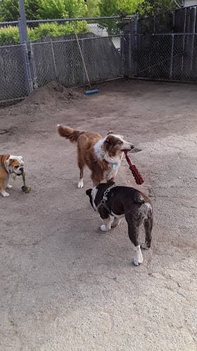 Dog day care center Camp Rawhide Vallejo