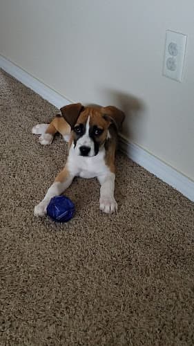 Dog day care center Camp Ruff House Everett