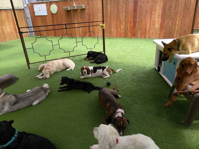 Dog day care center Camp Run-A-Mutt East County El Monte