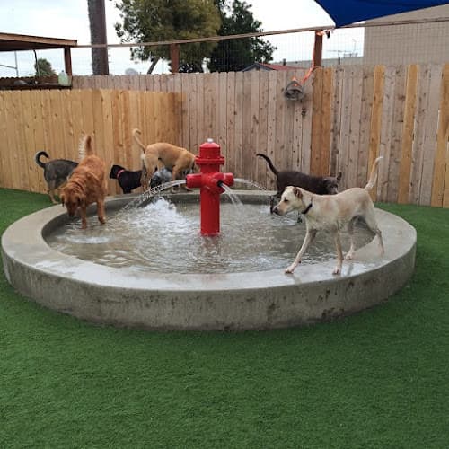 Dog day care center Camp Run-A-Mutt Point Loma El Monte