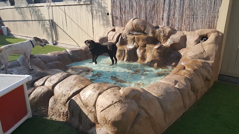 Dog day care center Camp Run-A-Mutt San Marcos San Diego