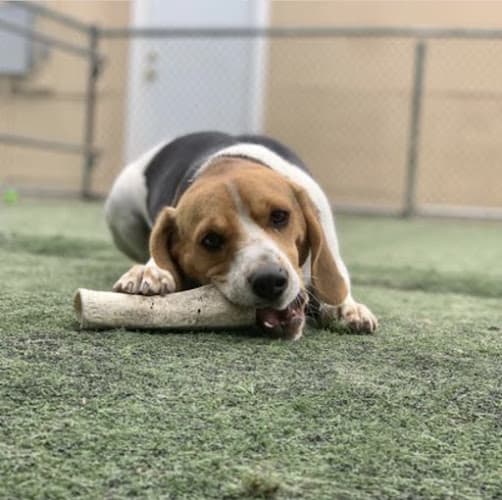 Dog day care center Camp Schultz Boarding Kennel Chula Vista