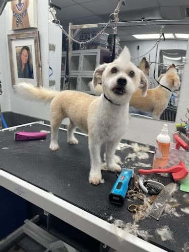 Dog day care center CANINE CASTLE Simi Valley