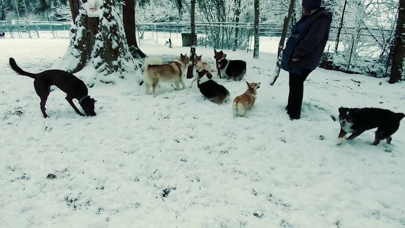Dog day care center Canine Comfort Corner Seattle