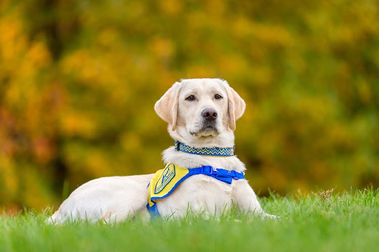 Dog day care center Canine Companions Southwest Training Center Oceanside
