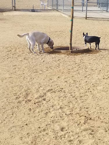 Dog day care center Canine Country Dog Park Santa Clarita